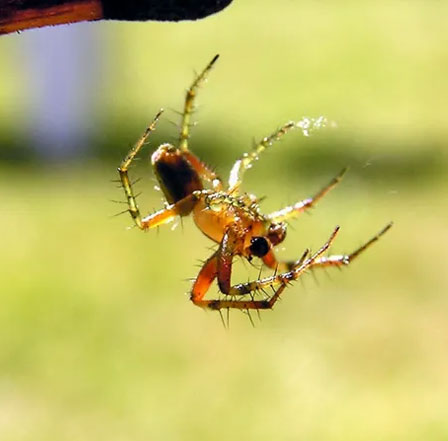 pest control center