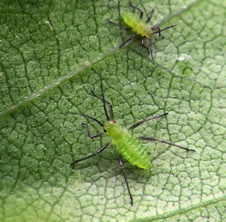 pest control center